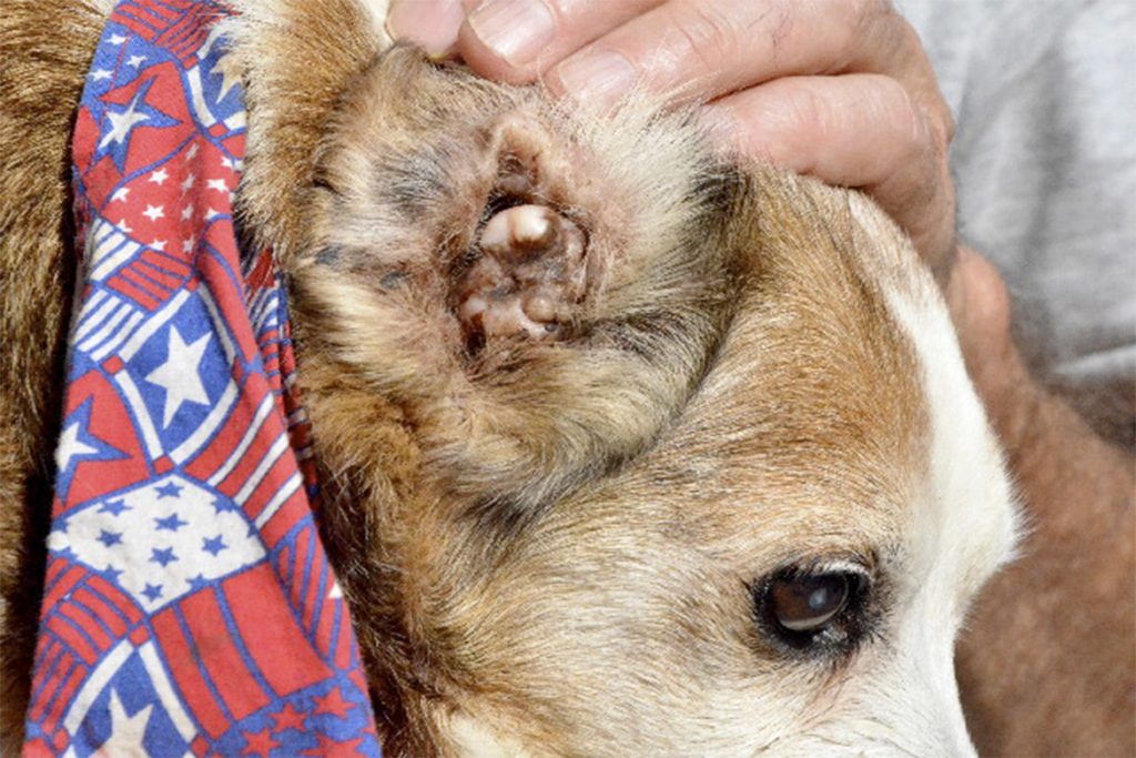 Ушной клещ (Отодектоз) у собак – как выглядит, симптомы, чем опасен и как от него избавиться раз и навсегда, осложнения
