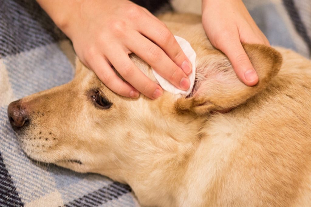 Ушной клещ (Отодектоз) у собак – как выглядит, симптомы, чем опасен и как от него избавиться раз и навсегда, профилактика