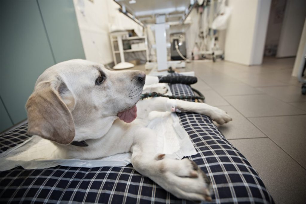 Ушной клещ (Отодектоз) у собак – как выглядит, симптомы, чем опасен и как от него избавиться раз и навсегда, отвечает ветеринар