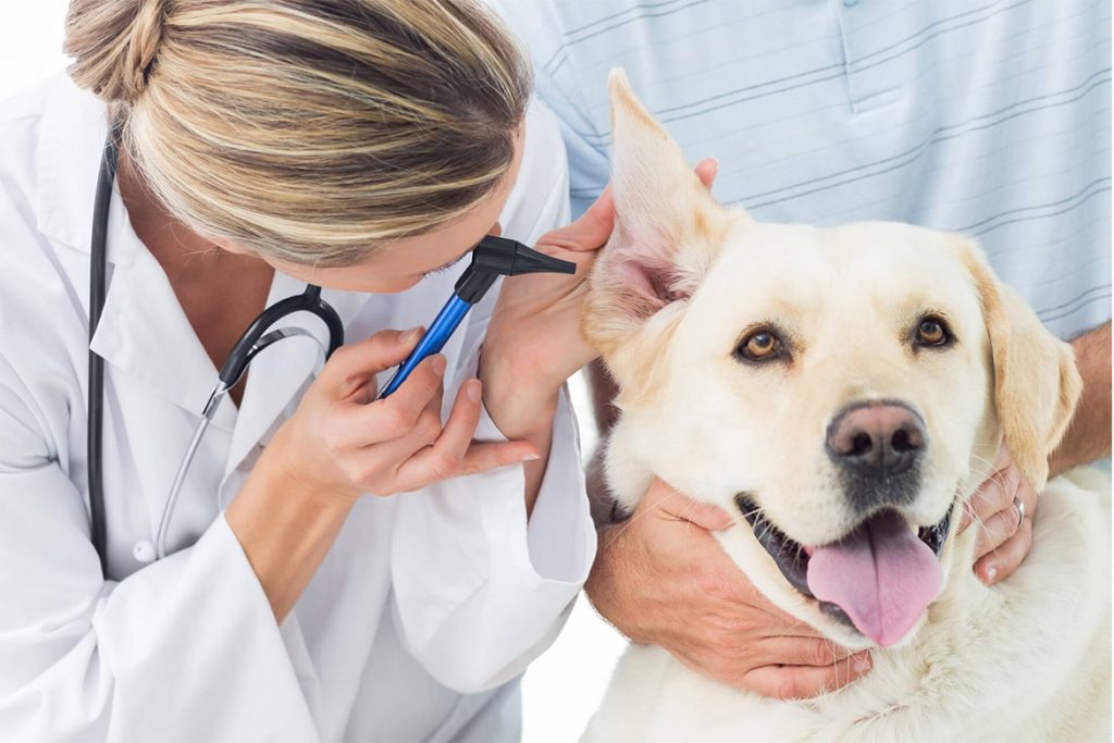 Ушной клещ (Отодектоз) у собак – как выглядит, симптомы, чем опасен и как от него избавиться раз и навсегда, отзывы ветеринаров