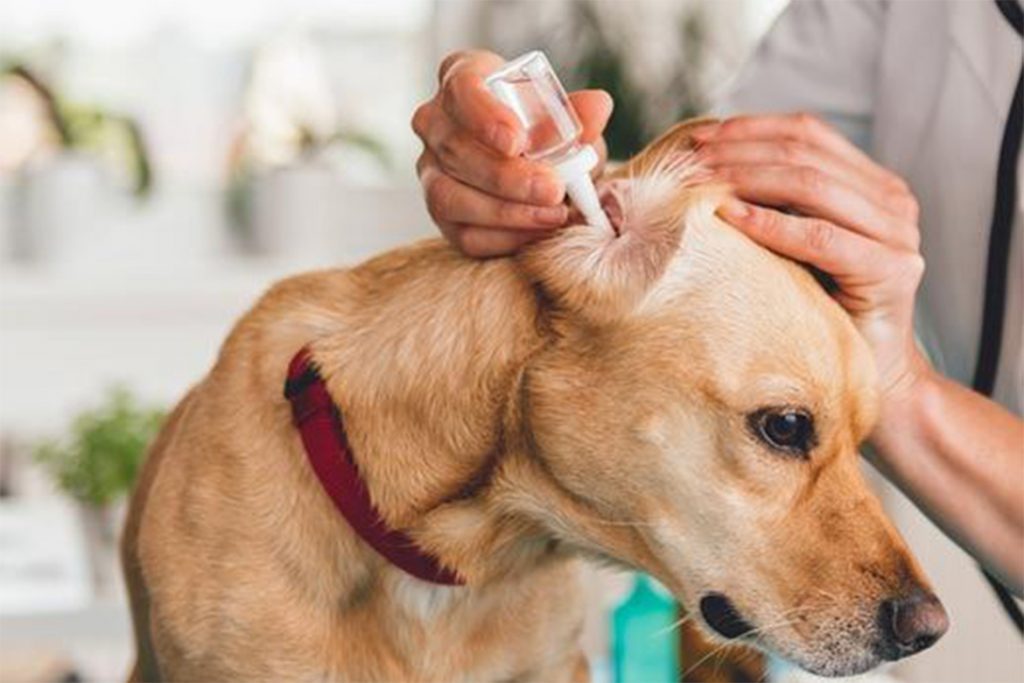 Ушной клещ (Отодектоз) у собак – как выглядит, симптомы, чем опасен и как от него избавиться раз и навсегда, капли в уши
