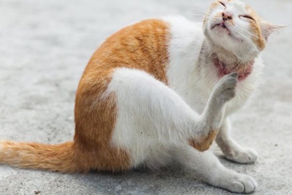 Виды клещей у кошки – как выглядят, откуда берутся, чем опасны саркоптоз
