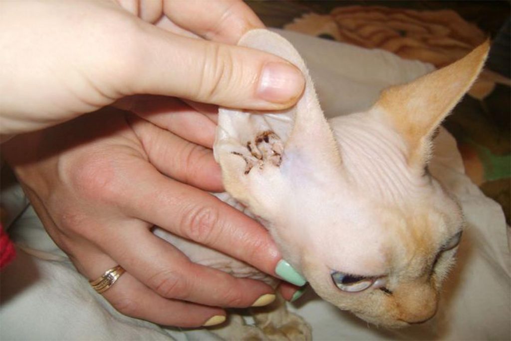 Виды клещей у кошки – как выглядят, откуда берутся, чем опасны отодектоз