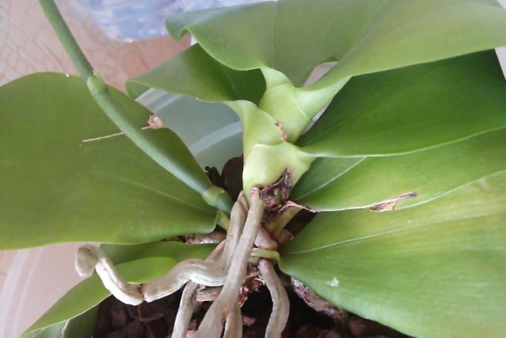 Виды клещей, паразитирующих на орхидеях – паутинный клещ.
