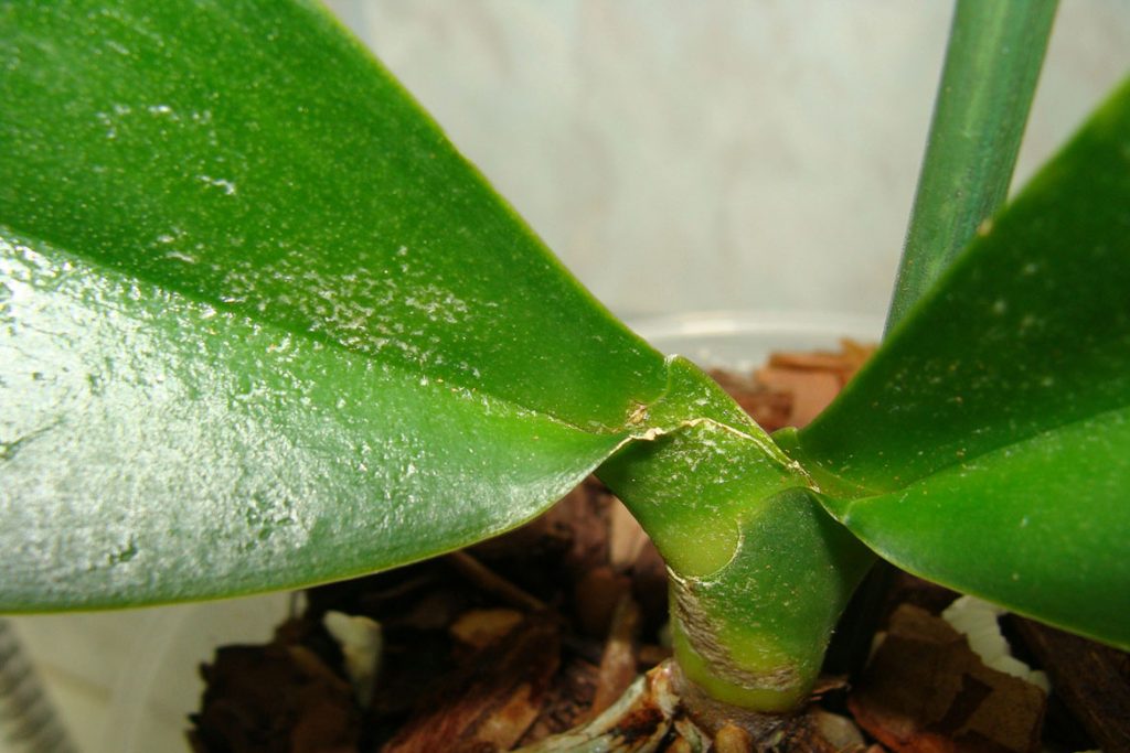 Виды клещей, паразитирующих на орхидеях - этап развития..