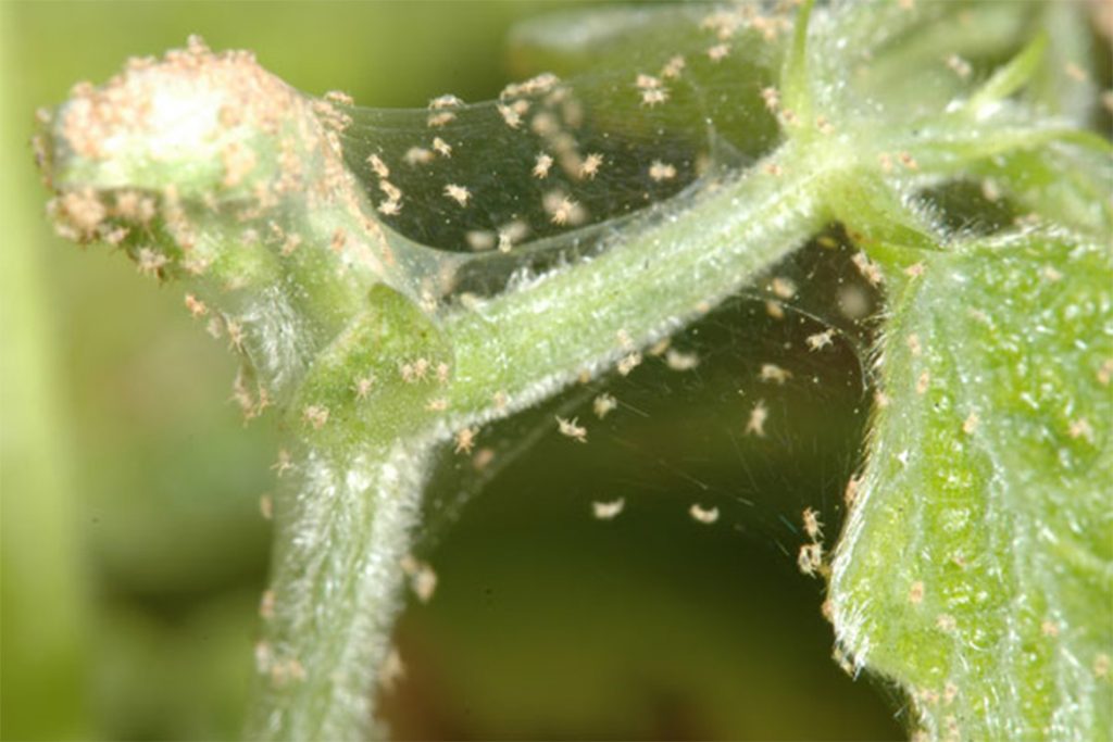 Эффективные меры борьбы с паутинным клещом на баклажанах в теплице - отзывы огородников и агрономов, чем опасен клещ