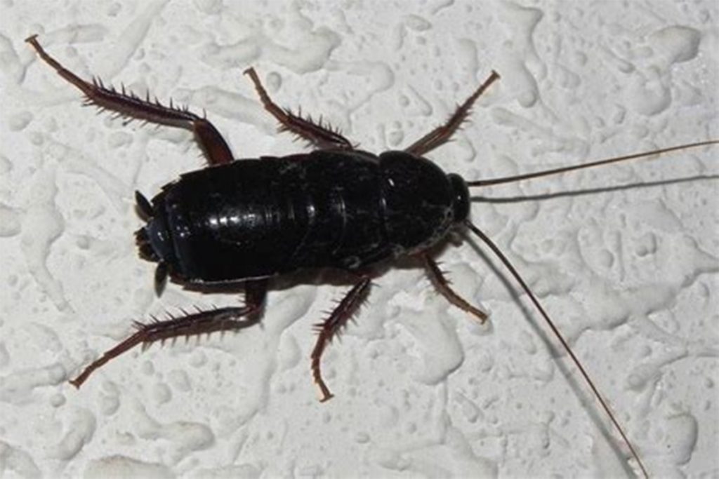 10 способов, как избавиться от домашних тараканов в квартире раз и навсегда в домашних условиях, фото черного таракана