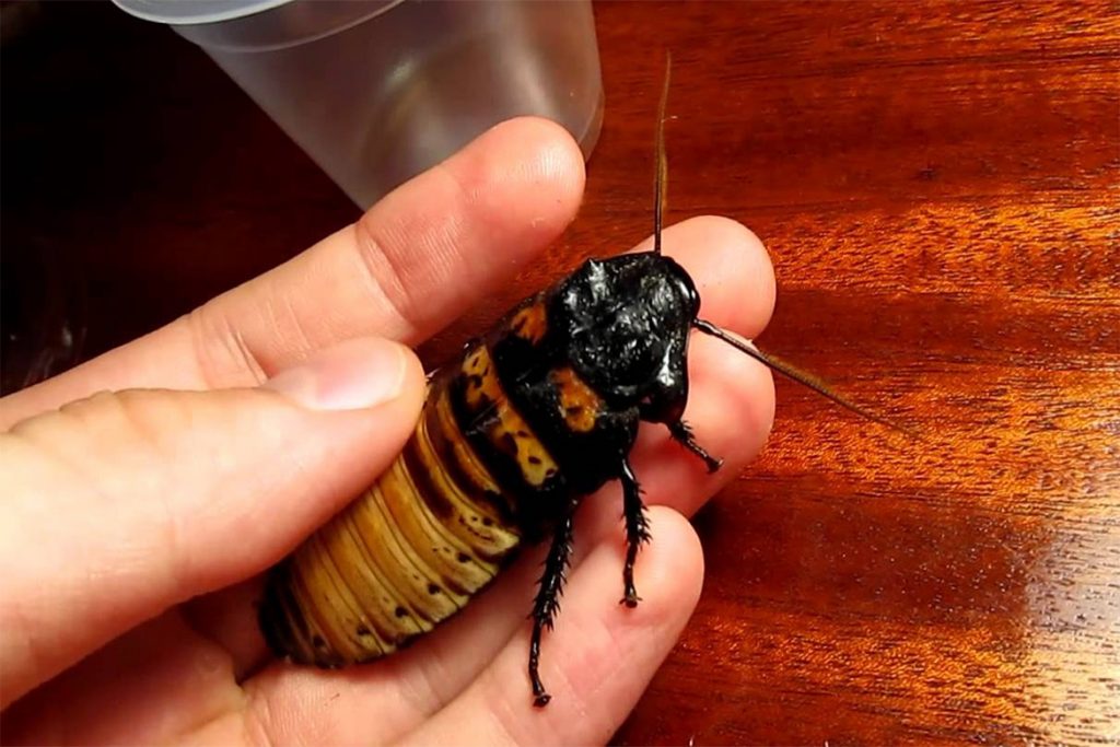 10 способов, как избавиться от домашних тараканов в квартире раз и навсегда в домашних условиях, фото больших мадагаскарских тараканов