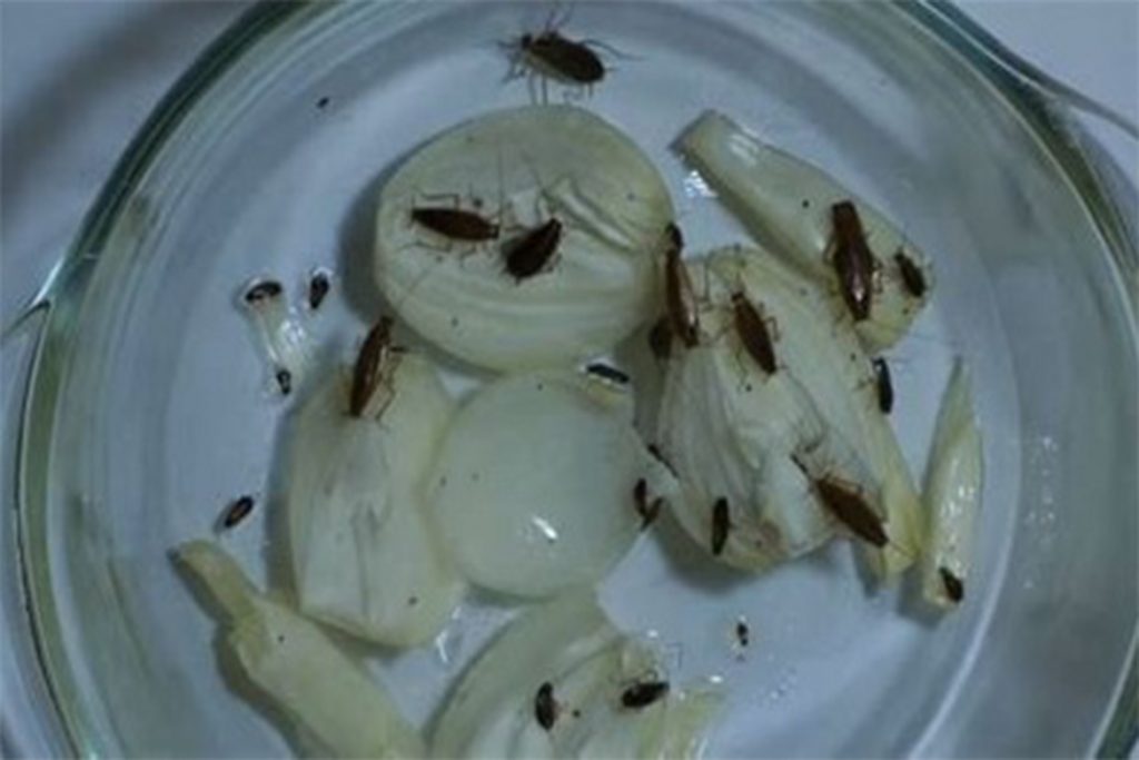 10 видов самой эффективной обработки (травли) тараканов в помещениях, ловушки из стеклянных емкостей