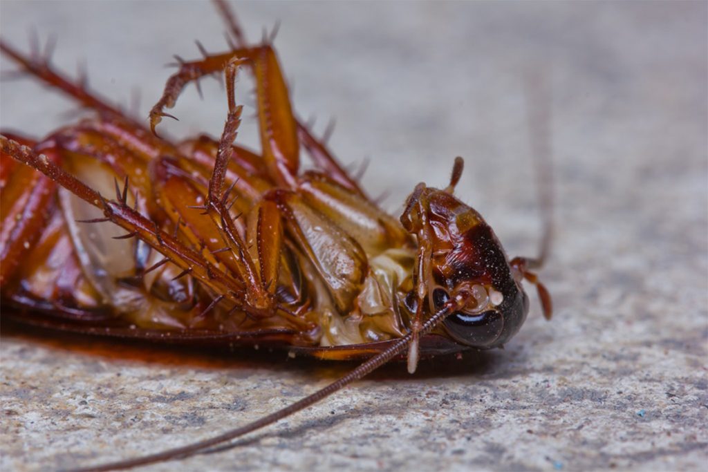 40 способов избавиться от тараканов в квартире и частном доме раз и навсегда, дусты