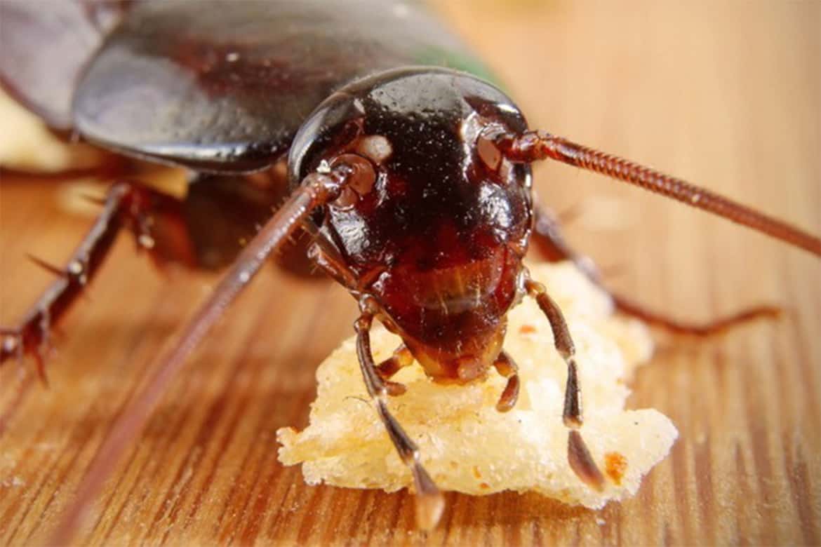 Домашние животные которые едят тараканов. К чему снится во сне давить тараканов