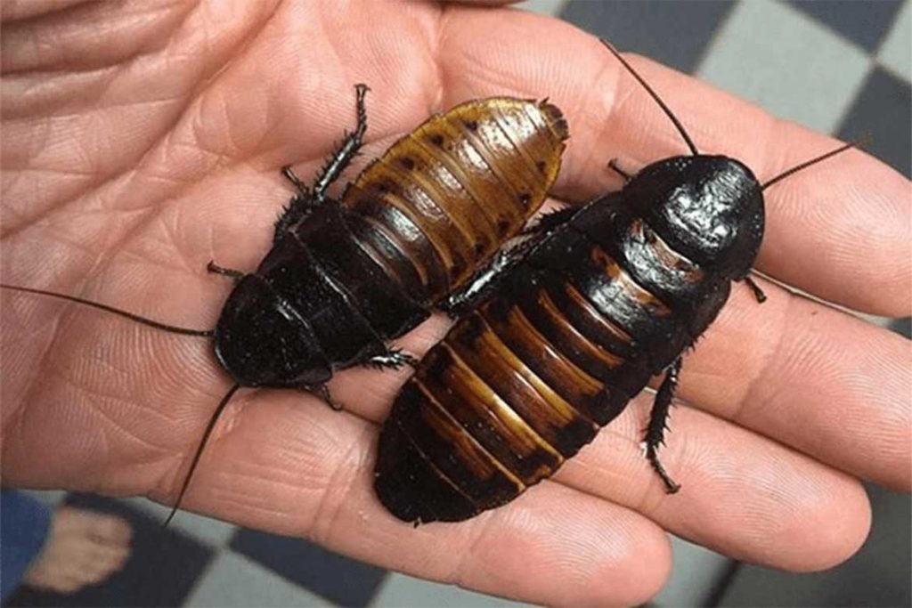 Большие и огромные тараканы, проживающие на земле – как выглядят (фото), главные особенности, фото