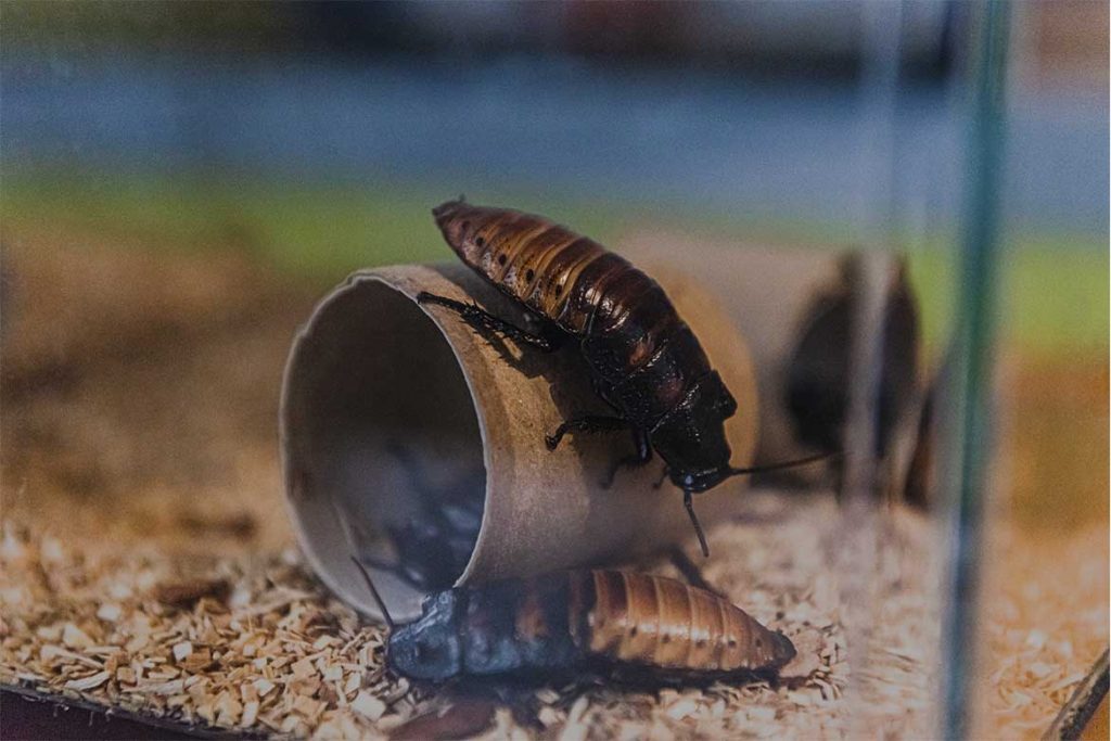 Большие и огромные тараканы, проживающие на земле – как выглядят (фото), главные особенности содержание в домашних условиях