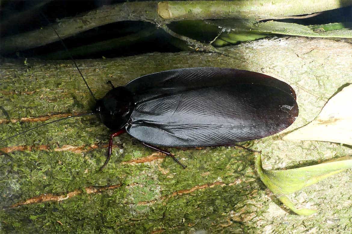 Лесной таракан фото. Megaloblatta longipennis. Таракан Megaloblatta longipennis. Megaloblatta blaberoides. Таракан Megaloblatta blaberoides.