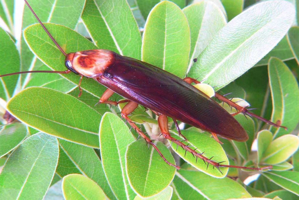 Большие и огромные тараканы, проживающие на земле – как выглядят (фото), главные особенности Periplaneta americana