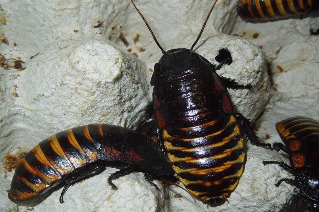 Большие и огромные тараканы, проживающие на земле – как выглядят (фото), главные особенности тигровый мадагаскарский таракан