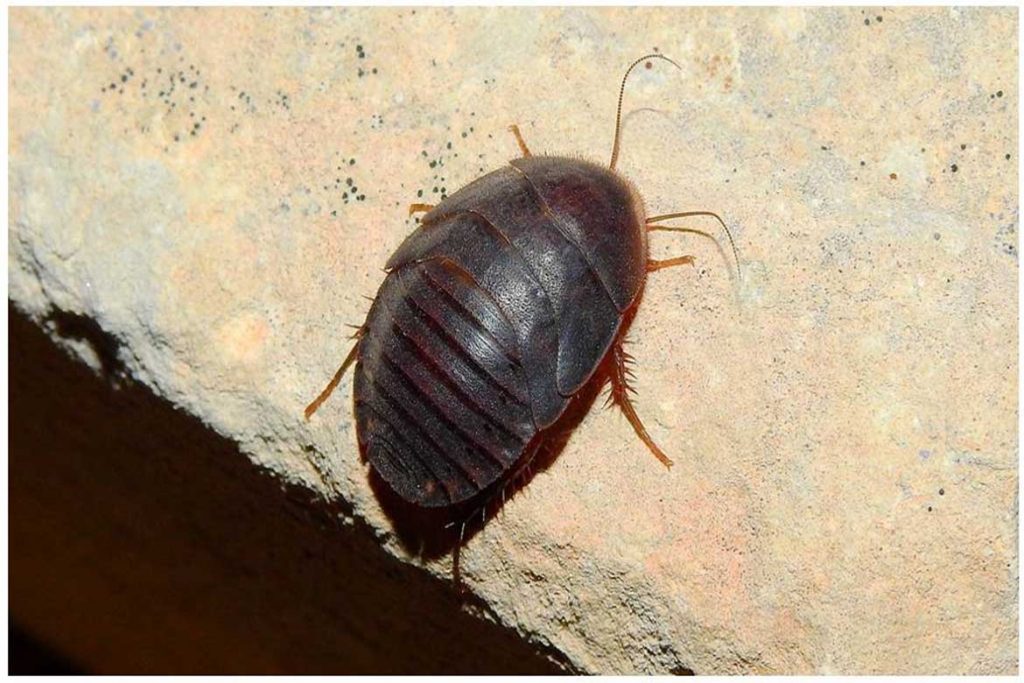 Большие и огромные тараканы, проживающие на земле – как выглядят (фото), главные особенности таракан-черепашка