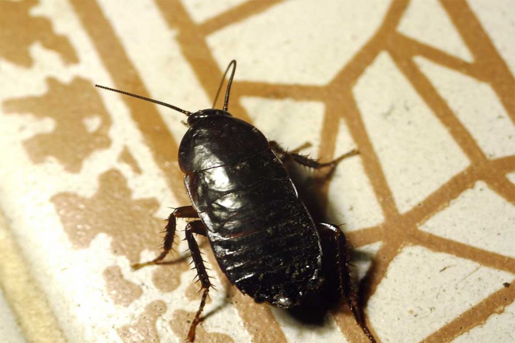 Большие и огромные тараканы, проживающие на земле – как выглядят (фото), главные особенности чёрный таракан