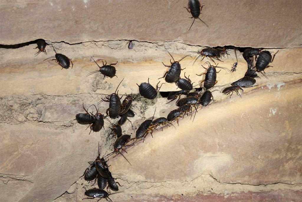 Большие и огромные тараканы, проживающие на земле – как выглядят (фото), главные особенности проникновение чёрных тараканов в дом