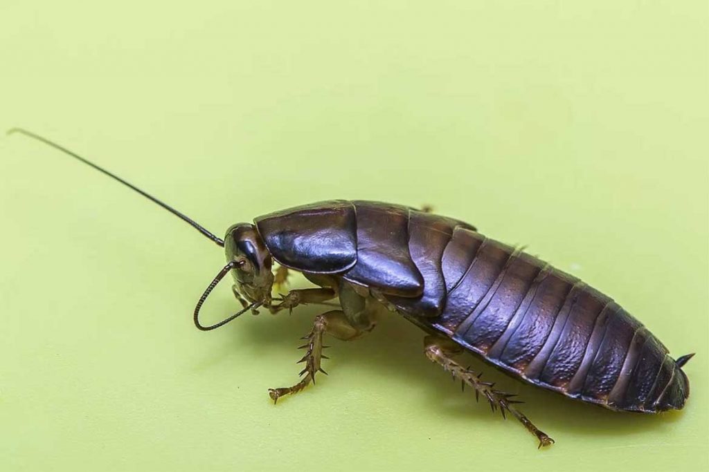 Большие и огромные тараканы, проживающие на земле – как выглядят (фото), главные особенности азиатские тараканы