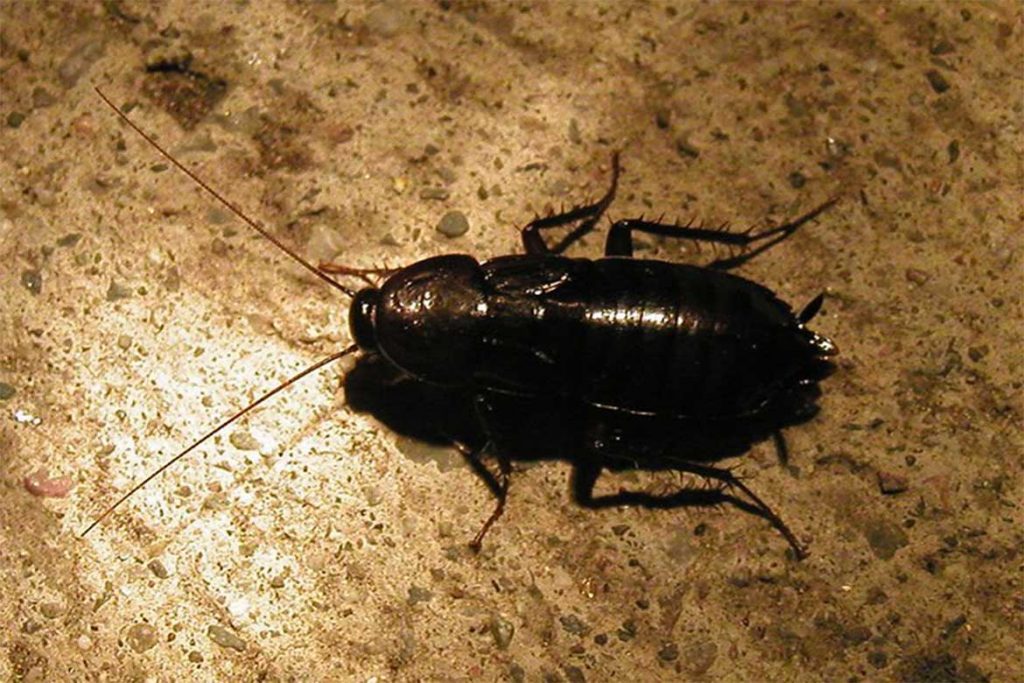 Где живут тараканы в квартире, частном доме, природе, как найти их гнездо отличия чёрного таракана