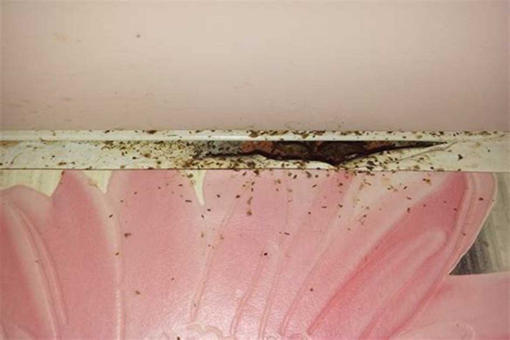 Где живут тараканы в квартире, частном доме, природе, как найти их гнездо под плинтусами