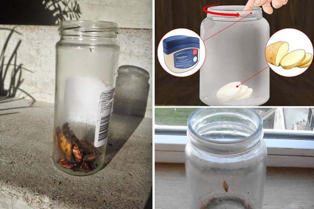 Как сделать самую эффективную ловушку для тараканов своими руками из банки