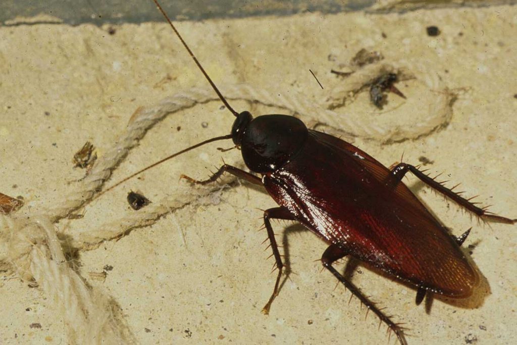 Помогает ли Дихлофос от тараканов и как им пользоваться без вреда для здоровья заключение
