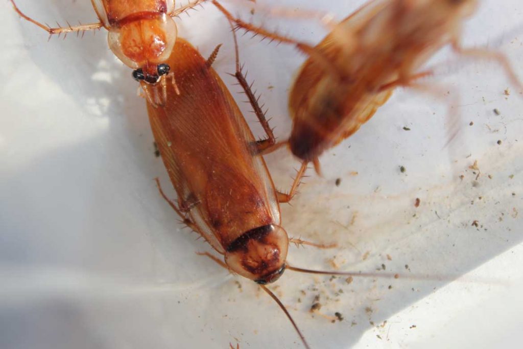 Помогает ли Дихлофос от тараканов и как им пользоваться без вреда для здоровья действие