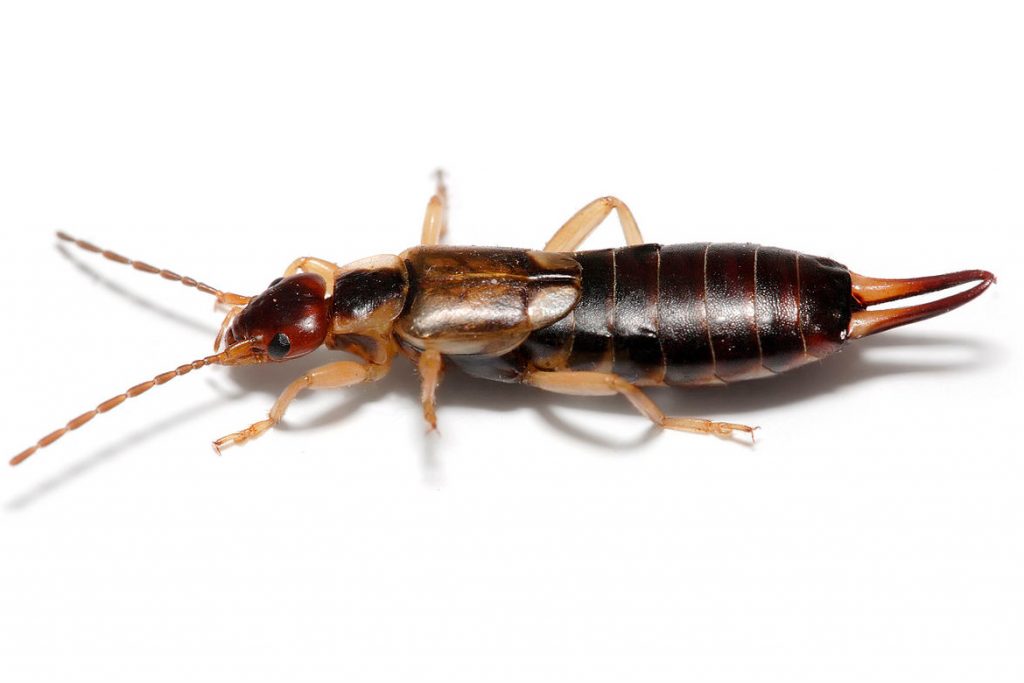 25 видов тараканов Двухвостые тараканы