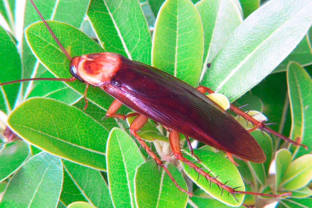25 видов тараканов Американский таракан