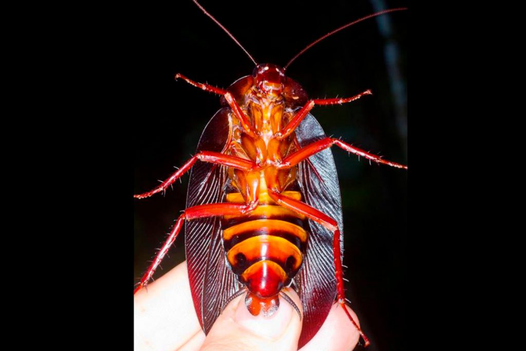 25 видов тараканов Таракан Megaloblatta longipennis