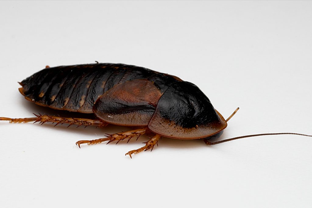 25 видов тараканов Аргентинский таракан (Blaptika dubia)