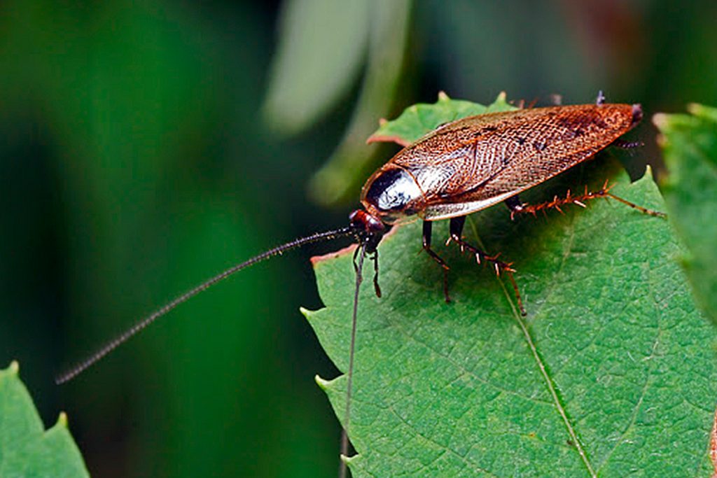 25 видов тараканов  Лесной таракан
