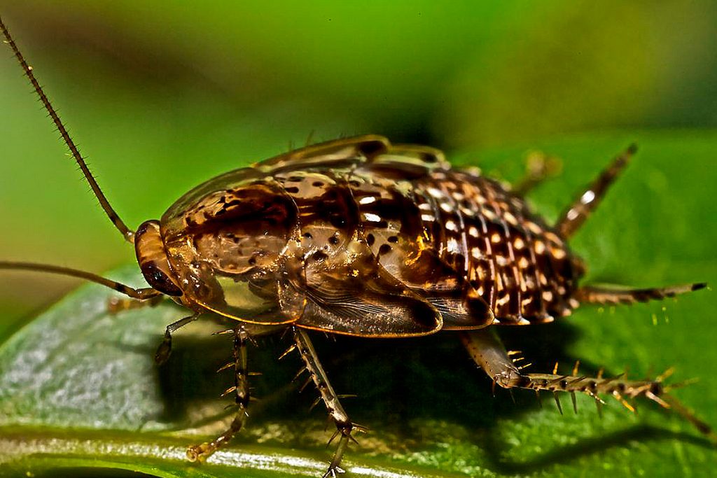 25 видов тараканов Саравакский таракан.