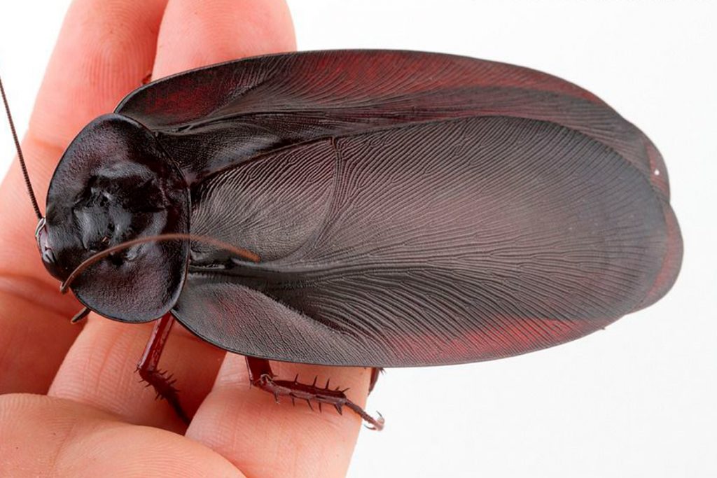 25 видов тараканов Таракан Мегалоблата