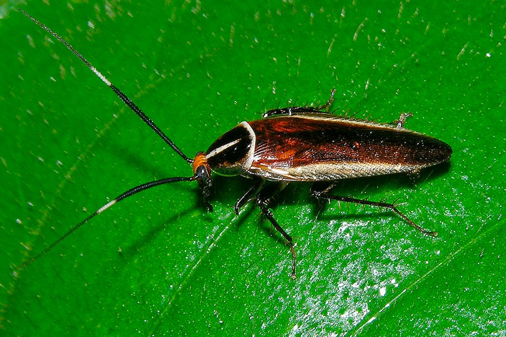 25 видов тараканов Лапландский таракан