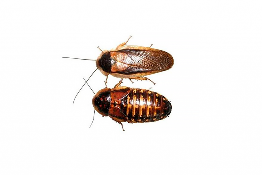 Аргентинский таракан Внешние отличия самки от самца