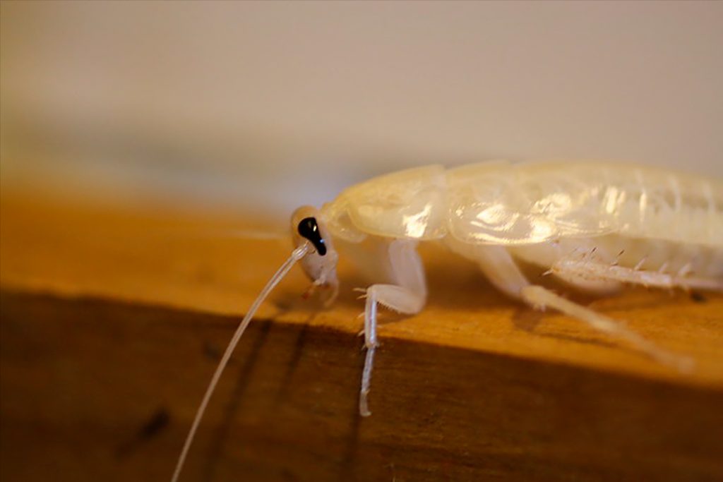 Белый таракан Альбинос в квартире явление необычное