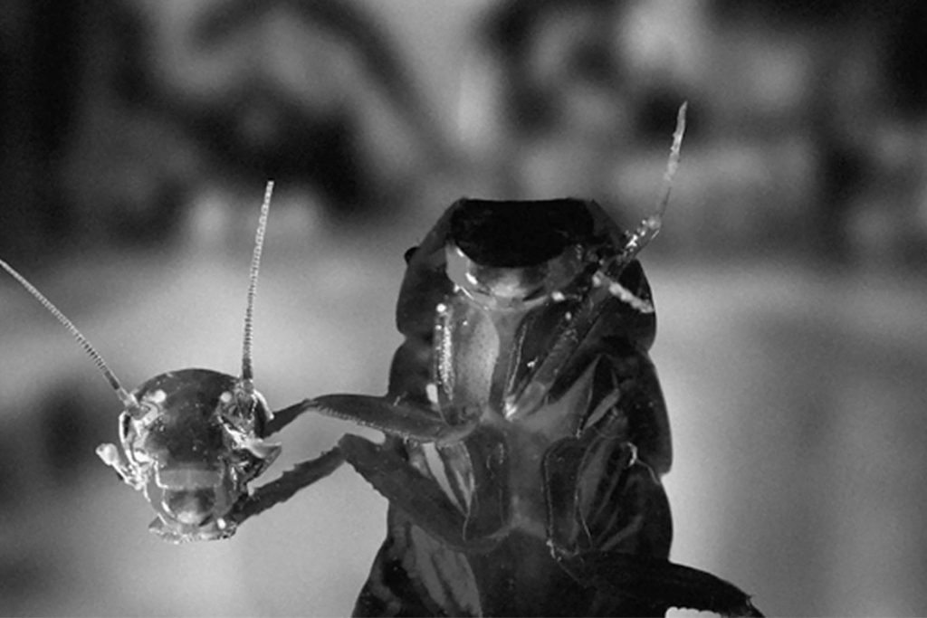 Чудо природы или закономерность таракан без головы может жить сколько и почему не умирает сколько дней живет