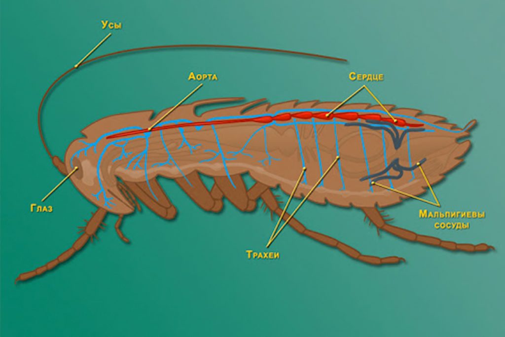 Чудо природы или закономерность таракан без головы может жить сколько и почему не умирает кровеносная система таракана