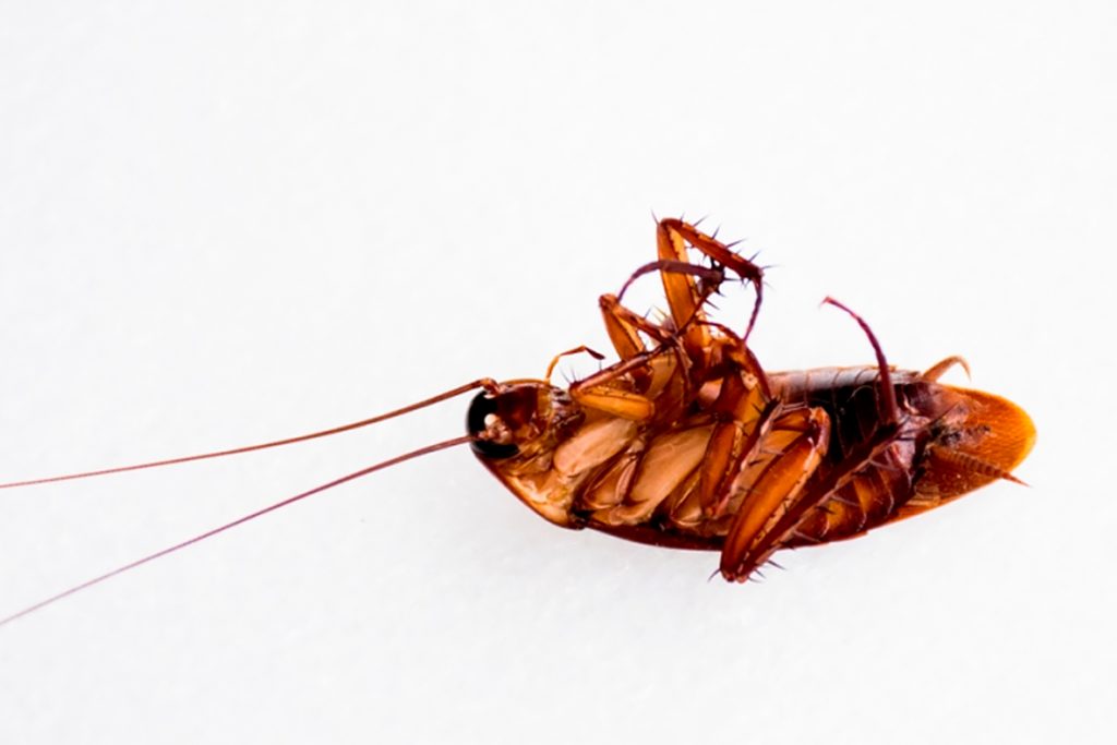 Чудо природы или закономерность таракан без головы может жить сколько и почему не умирает дыхательная система функций организма