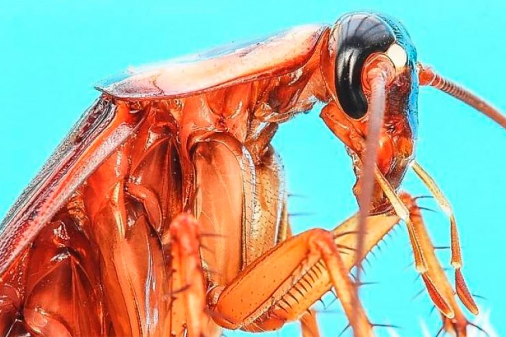 Чудо природы или закономерность таракан без головы может жить сколько и почему не умирает дыхательная система Навыки запоминания