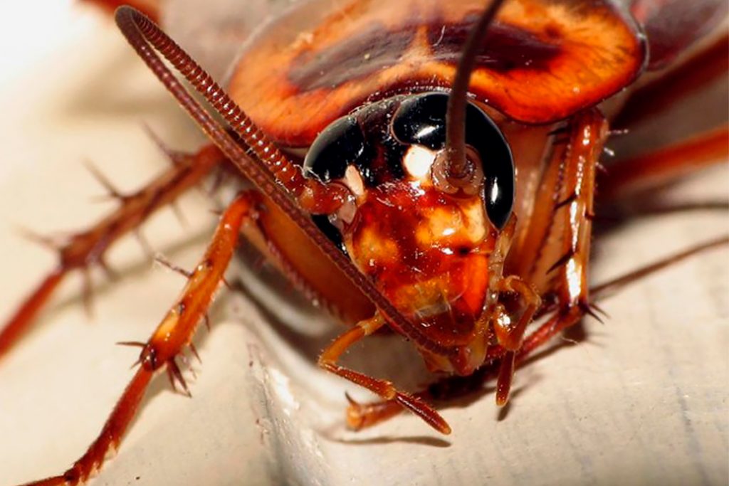 Чудо природы или закономерность таракан без головы может жить сколько и почему не умирает мозг и нервные узлы