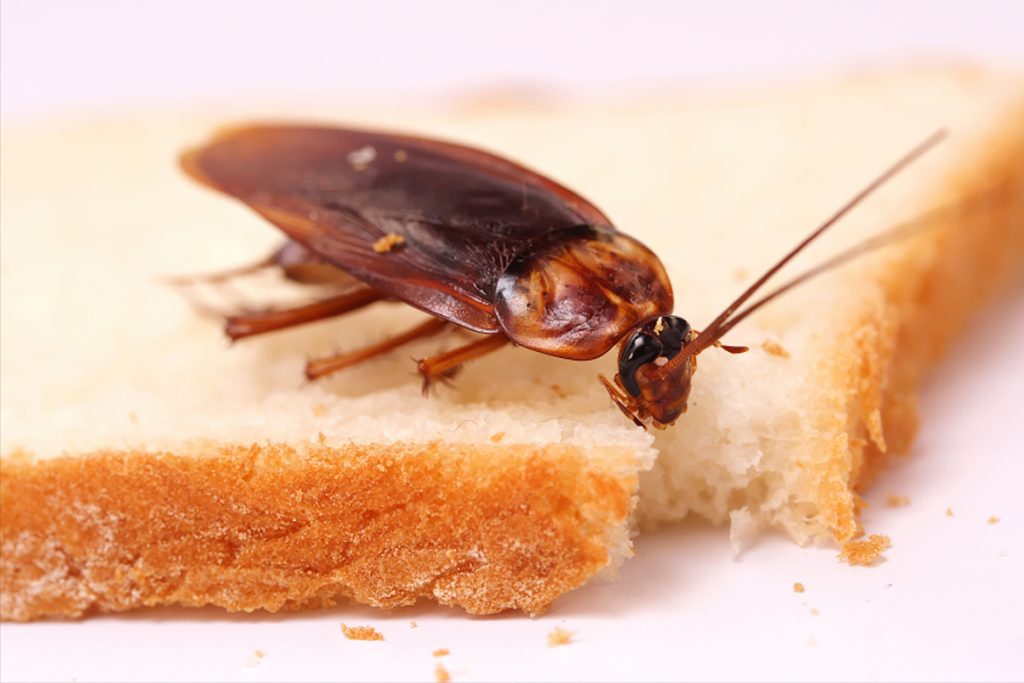 Чудо природы или закономерность таракан без головы может жить сколько и почему не умирает терморегуляция и отсутствие питания