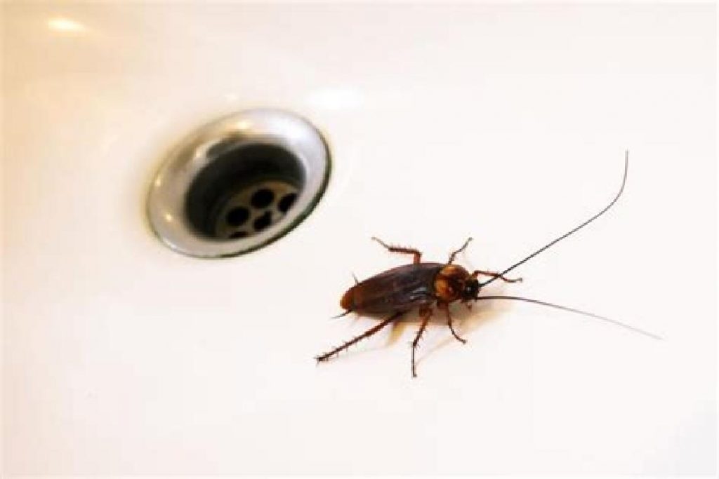 Чёрные канализационные тараканы Откуда лезут насекомые