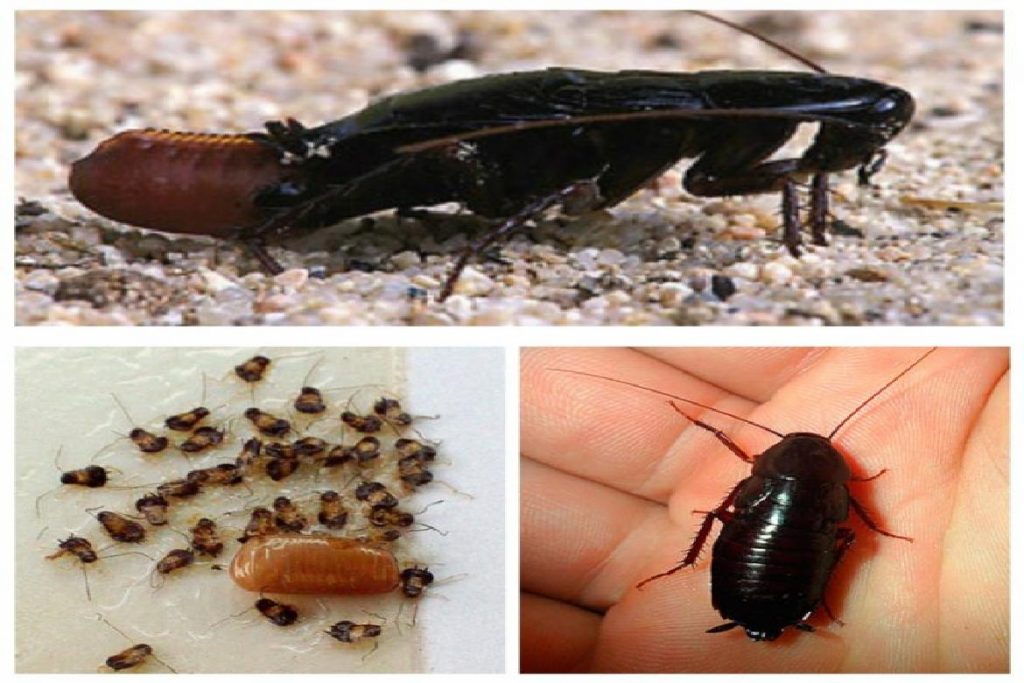 Чёрные канализационные тараканы Размножаются такие насекомые особым способом