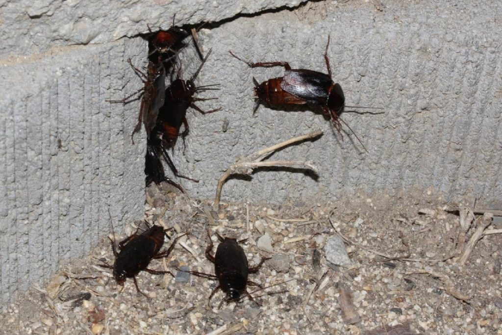 Чёрные канализационные тараканы откуда лезут