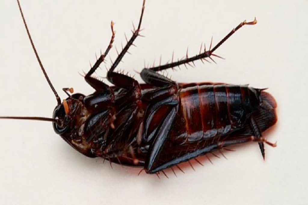 Чёрные канализационные тараканы перекрыть нюх