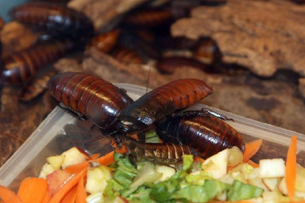 Мадагаскарский шипящий таракан домашние условия